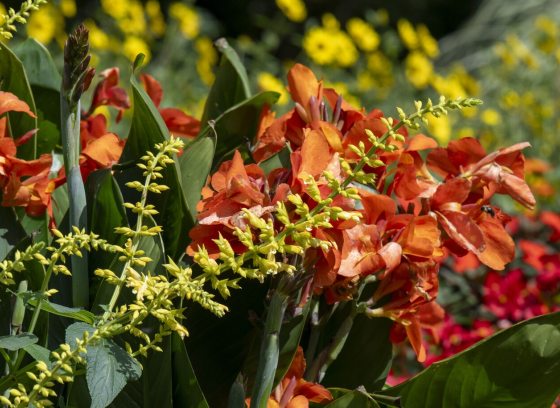 A lush garden bed filled with orange canna, yellow blooms, and green foliage.