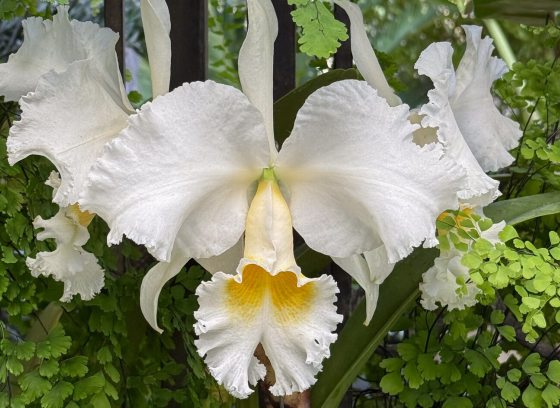 A close-up, high-detail photograph of a single, large white Cattleya orchid bloom. The flower has broad, ruffled white petals and sepals, with a prominent, open lip that is a delicate pale yellow transitioning to a deep golden yellow at the throat. The orchid is centered against a dark, lush background of vibrant green fern and foliage.