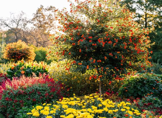 A vibrant, sunlit garden scene featuring a large, tiered flower bed with a variety of colorful plants. 