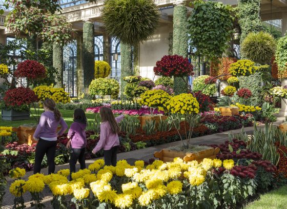 Three children dressed in pink and black take in the sights of an indoor garden filled with mums of a wide variety of forms and colors.