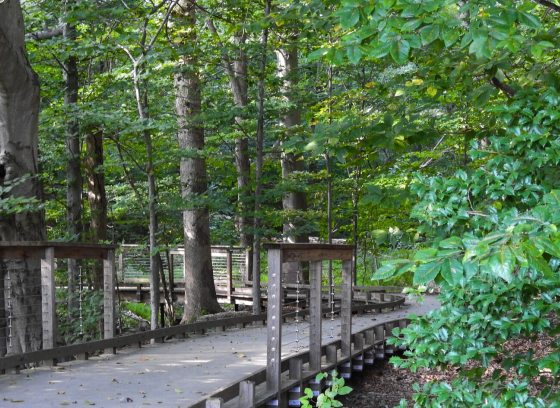A wooden boardwalk path winding through a dense, green forest or woodland area.