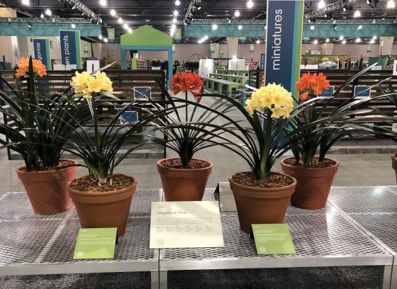 Five potted Clivia lilies with dark foliage and globe-like clusters of bright yellow and orange flowers on a metal exhibition table.