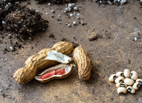A close-up shot of raw shelled and unshelled peanuts and a cluster of raw black-eyed peas (cowpeas), arranged on a brown wooden surface with clumps of dark soil mixed with perlite in the upper left corner, suggesting planting.