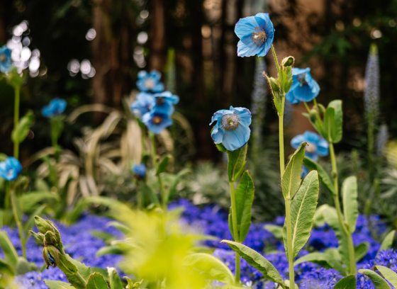 Close-up of rare Himalayan blue poppy flowers (Meconopsis) with light blue petals and dark centers, blooming above a carpet of smaller purple flowers.