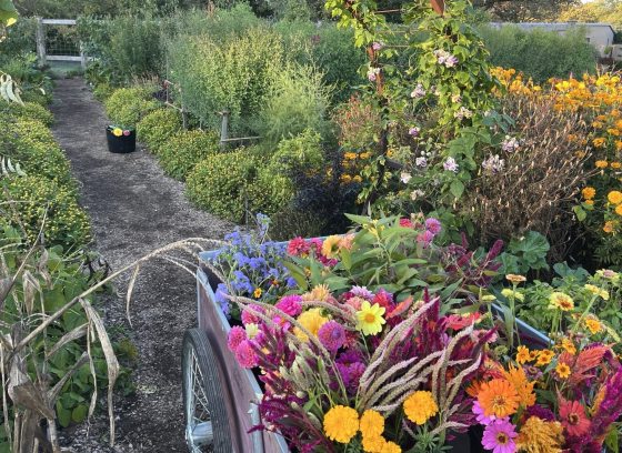 A vibrant cutting garden view, with a wheelbarrow full of freshly harvested flowers (zinnias, marigolds, and amaranth) in the foreground and planting rows receding into the background.