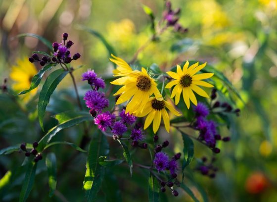 A close-up of bright yellow sunflowers and clusters of deep purple wildflowers in a sunlit field.