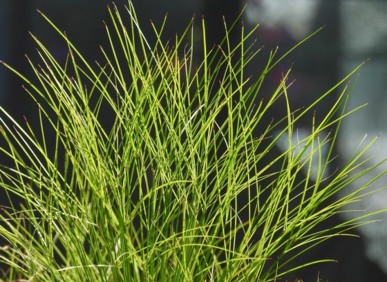 Close-up detail of lush, needle-like green foliage.