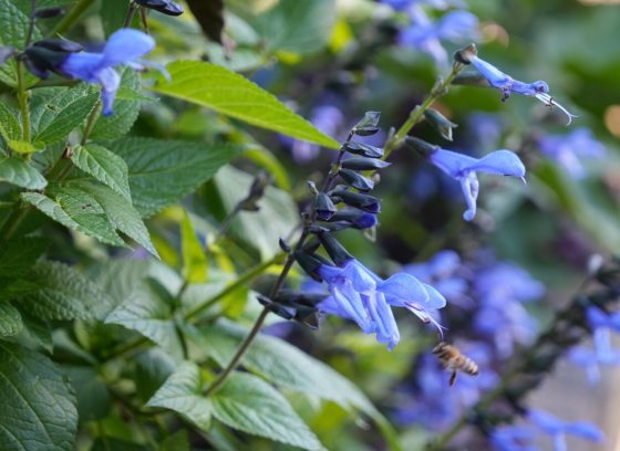 Close-up of vibrant blue salvia flowers (or sage) blooming on dark stems, surrounded by lush green foliage.