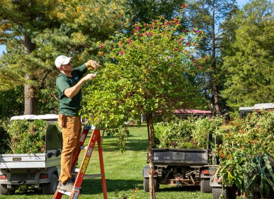 Gardener pruning a small tree while standing on a ladder, with utility carts full of cuttings nearby in a sunny yard.