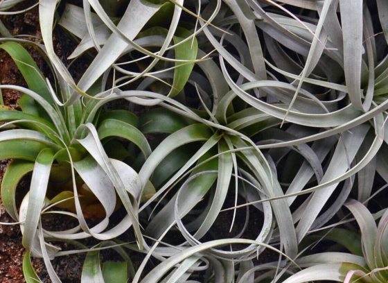 A group of large Tillandsia, in shades of silver and green