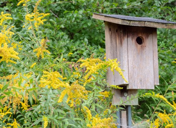 Wood Bluebird bird house surrounded by goldenrod