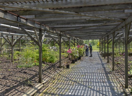 Two people stand looking at plants at the far end of an open-air greenhouse