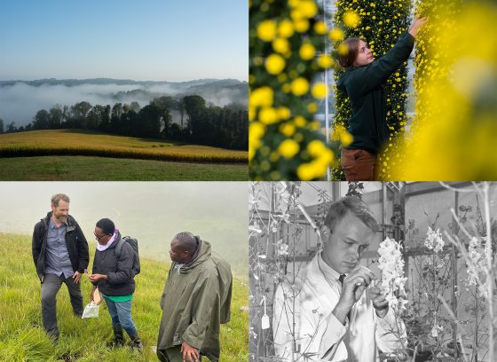 Collage of 4 images, including a hilly, fog-covered landscape; a horticulturist tending yellow mums on a column; a scientist in a lab coat handling floral specimens; and three people outdoors, one with a pink flower in hand.