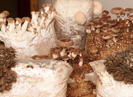 A variety of mushrooms on a table.