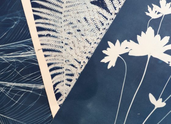 Two cyanotype images close up with floral features. 
