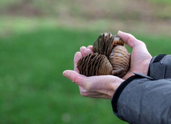 A persons hands holding three pinecones.