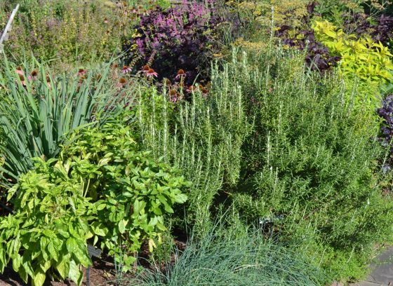 The foreground includes bright green leafy plants, basil, alongside tall, upright rosemary and feathery blue-green foliage.