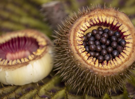 Closeup of large round seeds in the split-open fruit of a water-platter.