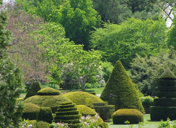 A topiary garden at Longwood Gardens featuring a variety of topiary trees set among large trees in bloom in summer. 