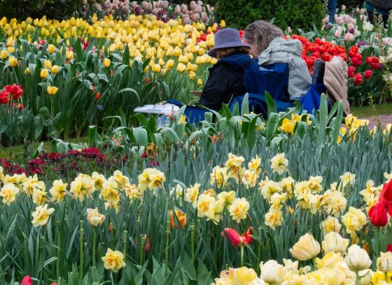 Two people seated in chairs, viewed from behind, as they enjoy a vibrant display in a large flower garden.