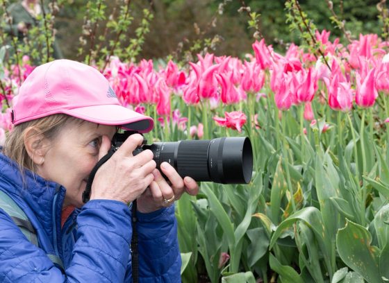 A person in a blue jacket and pink hat, holding a long range camera, photographing tulips. 
