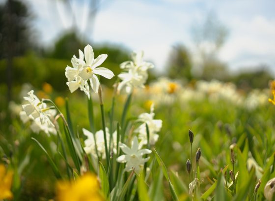 A shallow depth-of-field shot focuses on a cluster of delicate white multi-petaled flowers, likely a variety of narcissus or daffodil.