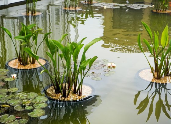 An outdoor shallow pool area with aquatic plants growing.