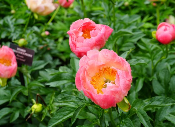 Pink peonies in bloom on a shrub. 