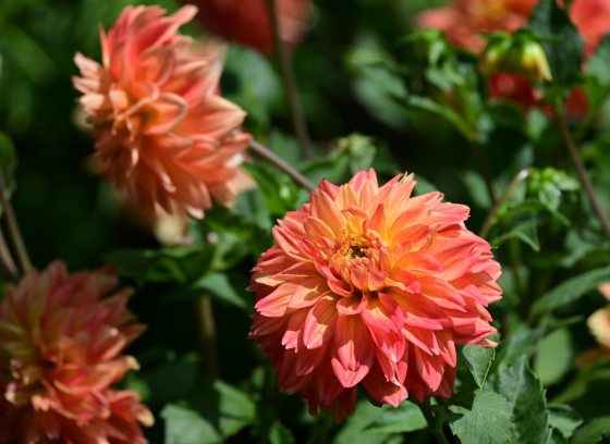 Orange dahlia's growing in an outdoor garden.