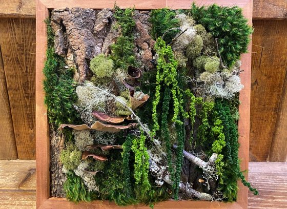 A framed moss wall, featuring a variety of mosses and branches, in a wood frame. 