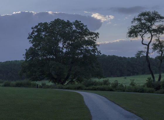 A nighttime vista of a Meadow Garden, featuring two large trees and green fields at dusk.