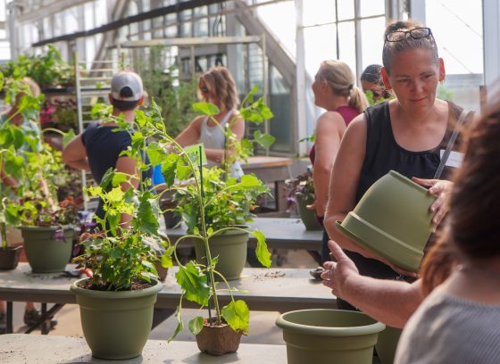 People planting plants into larger green containers.