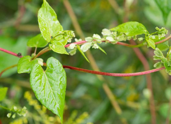 Closeup of reddish vine with bright green arrow-shaped leaves and tiny white flowers