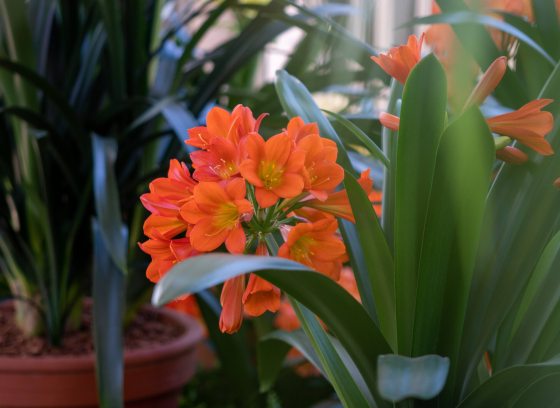 Closeup of umbel of bright orange flowers with yellow throat and dark green sword-shaped foliage.