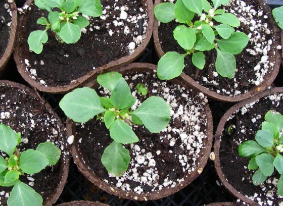 Seedlings rooted in peat pots