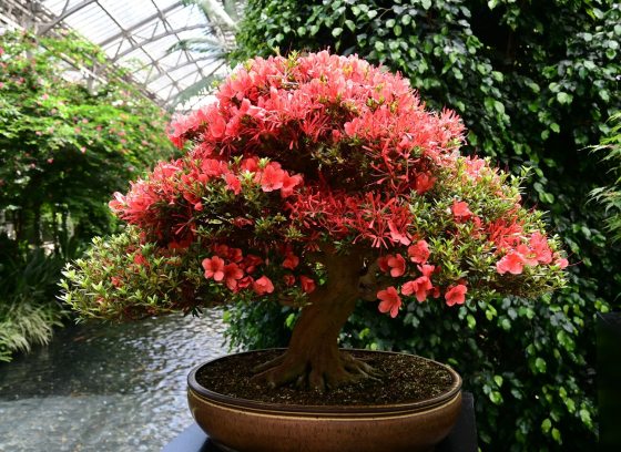 An azalea bonsai, with orange/peach flowers, in bloom, in an indoor conservatory.