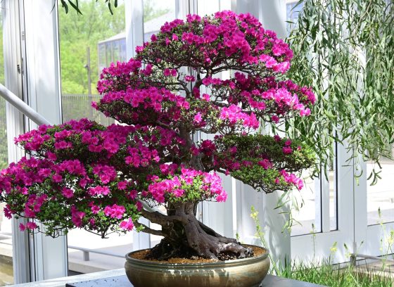 Closeup of pink-flowering bonsai azalea on display against backdrop of glasshouse windows and greenery.