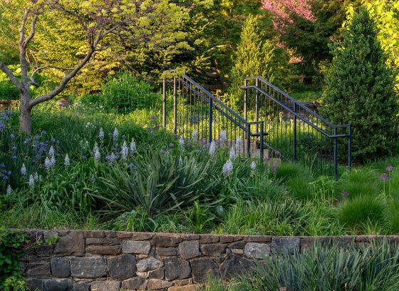 A sun-drenched, tiered garden featuring a stone retaining wall in the foreground and a set of metal handrails leading up a stone staircase. The landscape is lush with a variety of green plants, ornamental grasses, and tall, spiked white flowers. Mature trees with vibrant green and yellow-green spring foliage fill the background, creating a dense and peaceful natural setting.