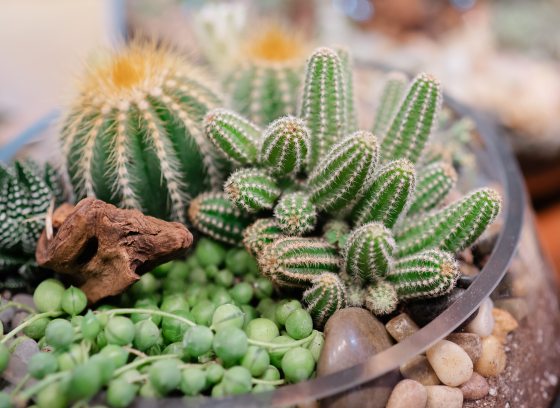 Close up shot of succulents planted in a glass dish