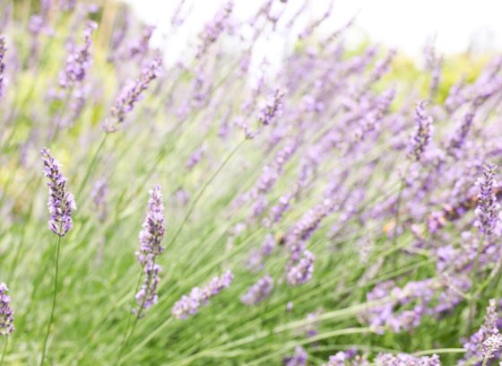 A close up of a lavendar bush in full bloom, with long purple flowers atop think green stems.