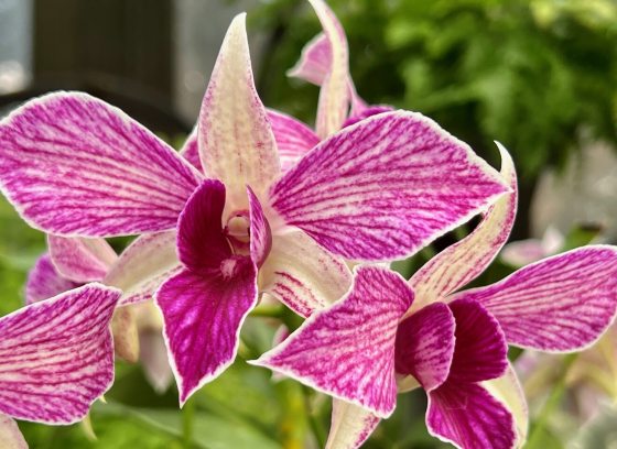 Close up image of a dendrobium orchid with magenta pointed leaves and white lines throughout them.