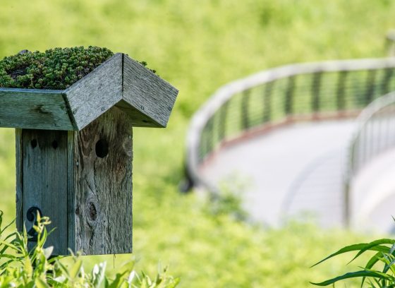 A bluebird nesting box, with a green roof, in a meadow.