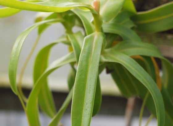 A close up of a tropical plant, with long lime green leaves. 