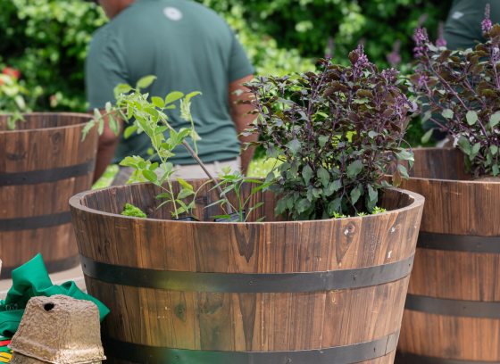 Wood planters containing a mix of edible plants.