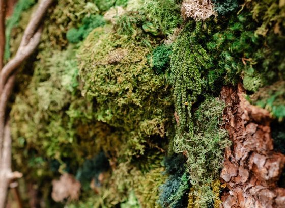 A close up of a living wall, featuring bark, a variety of mosses, and branches. 