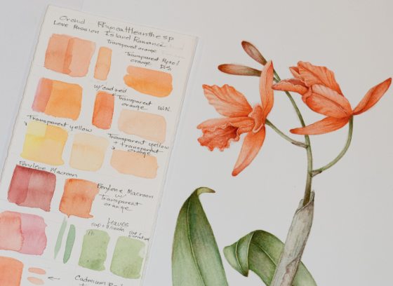 A botanical art piece of an orange type of orchid, with a palatte of color swatches next to the sketch. 