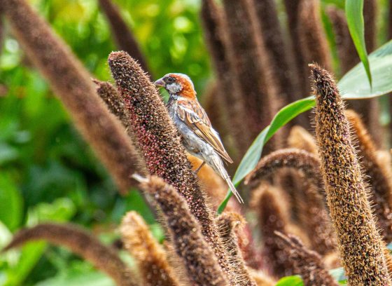 A brown and orange bird resting on cone shaped plant stems. 
