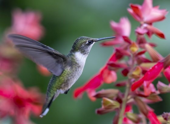 Closeup of hummingbird in flight, visiting bright fuchsia-colored flowers.