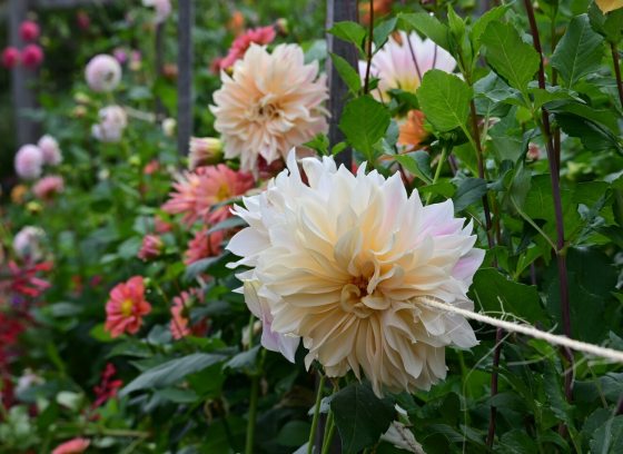 Dahlia flowers blooming in a variety of colors. 