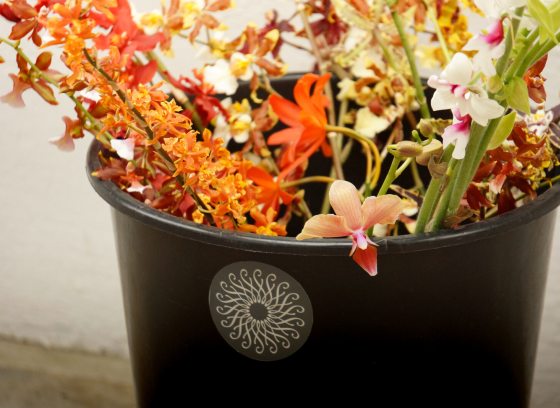 A bucket with the Longwood rosette, containing a variety of orchids.